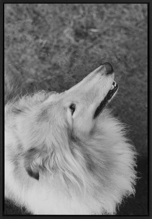 Douglas