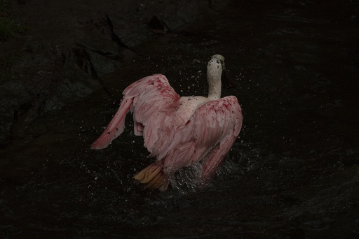 [15920017] Pink Feathers