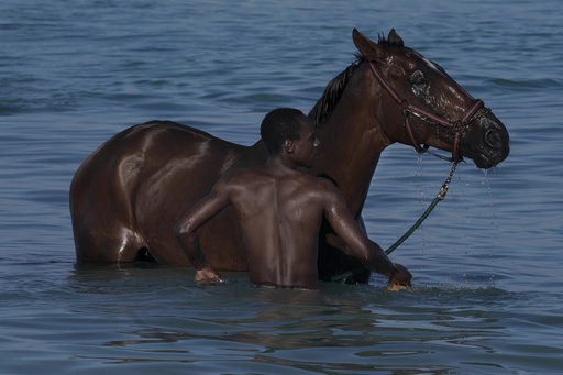 [15920022] Race Horse, Barbados