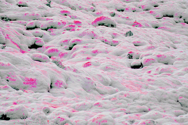 IJsland - mos met blos