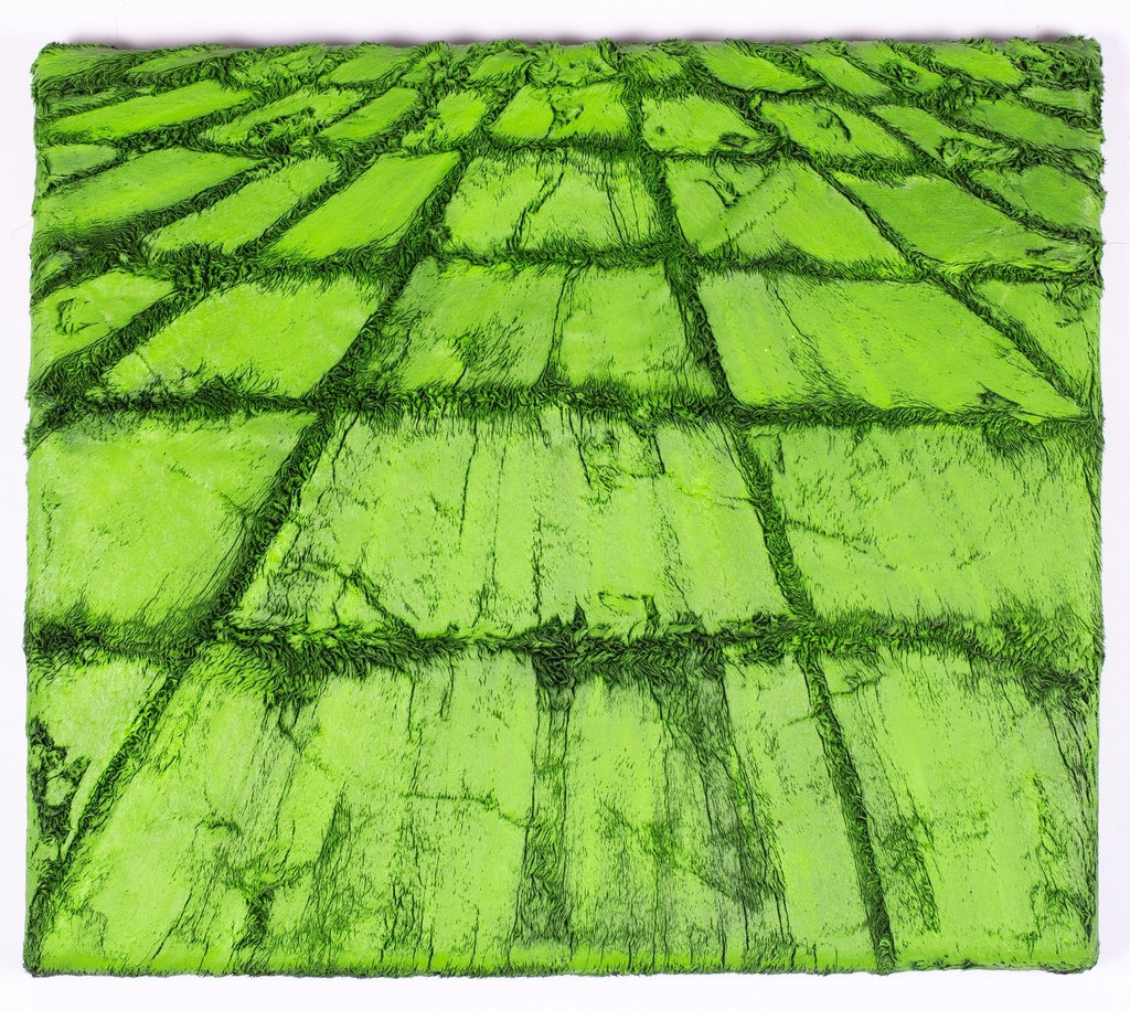 Rice fields