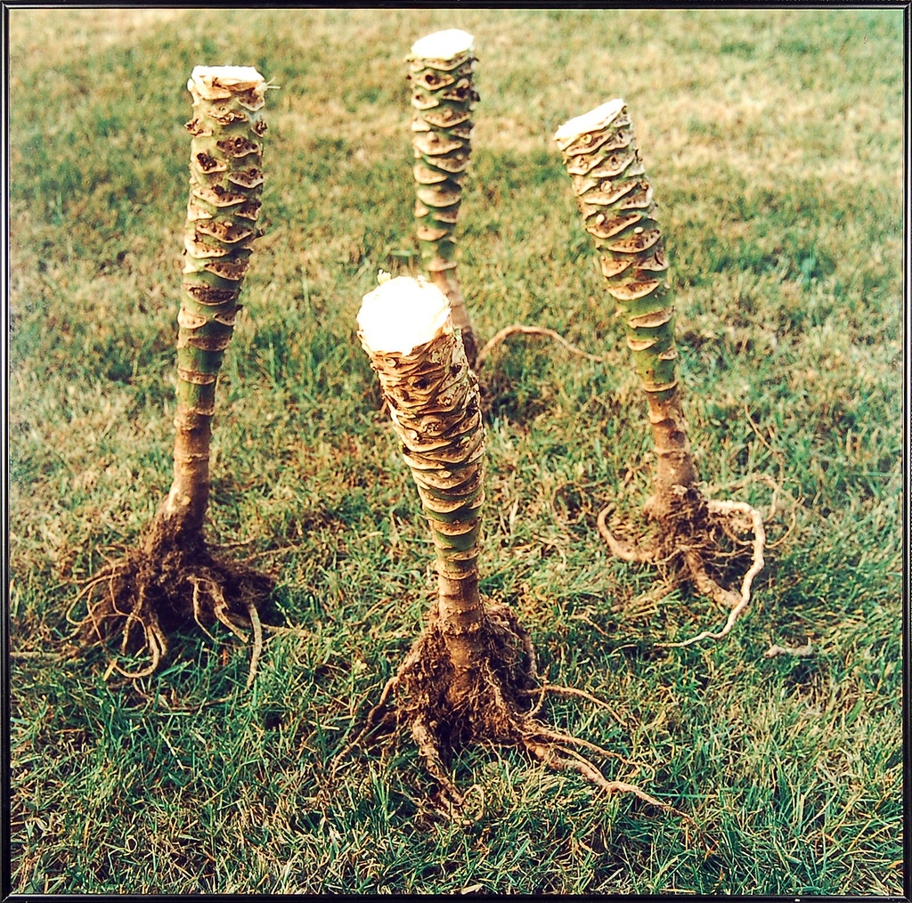 Stengels en wortel - kolen