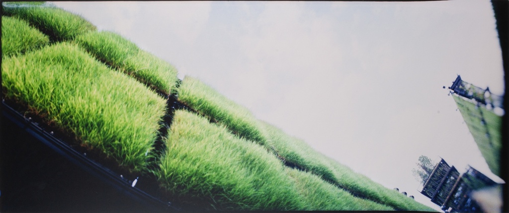 Grass