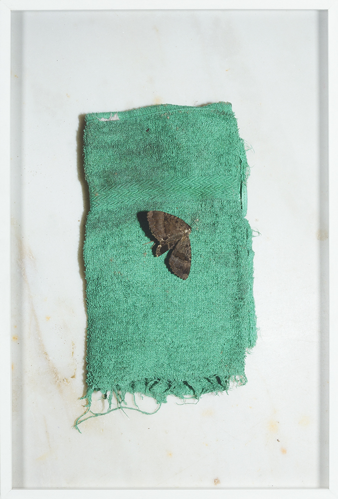Moth on green cloth