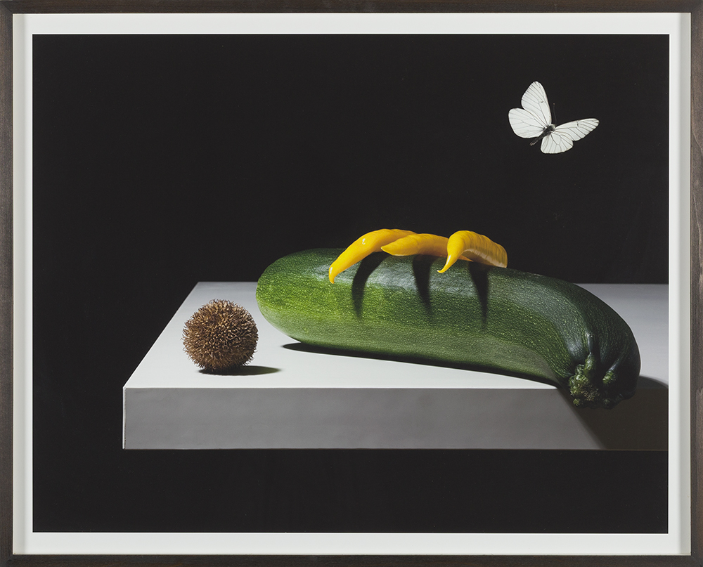 Aporia solanaceae crataegi (Nightshade series)