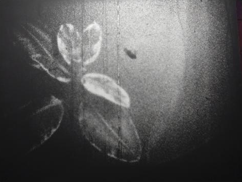 Flora