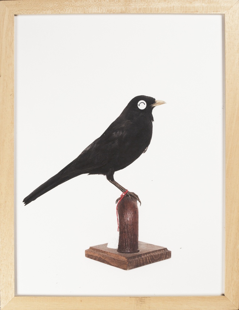 Bird with no name