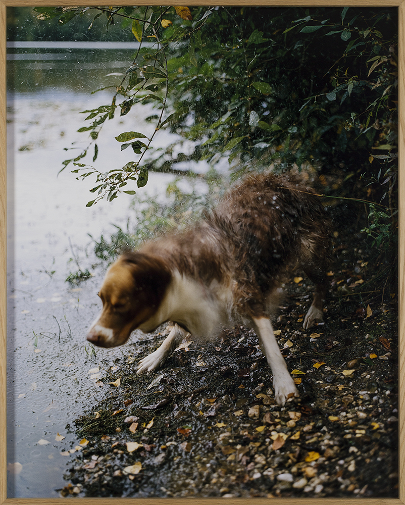 Zutendaal, september 2019 II