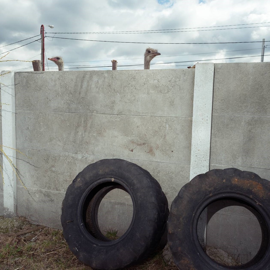 Those who eat fish from the cyanide lake improve their sex life 5