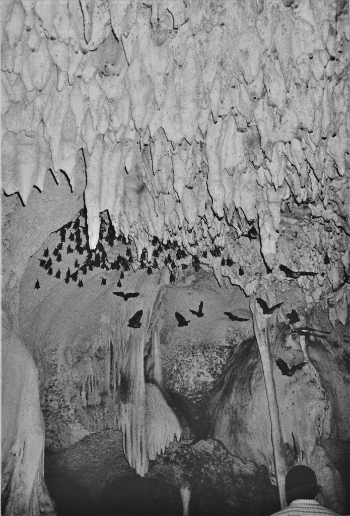 Cave III '17 (Bat)