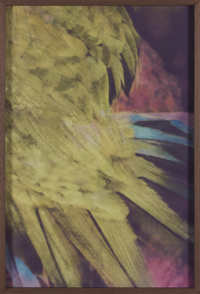 Peroquet