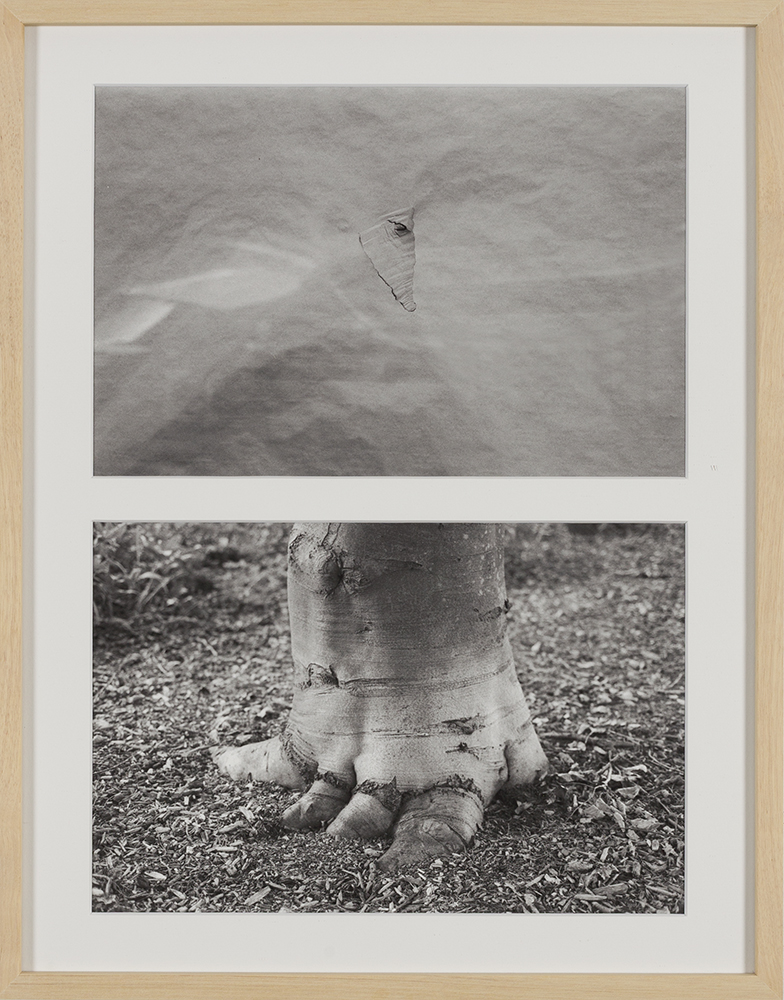 Untitled 3 (Elephant)