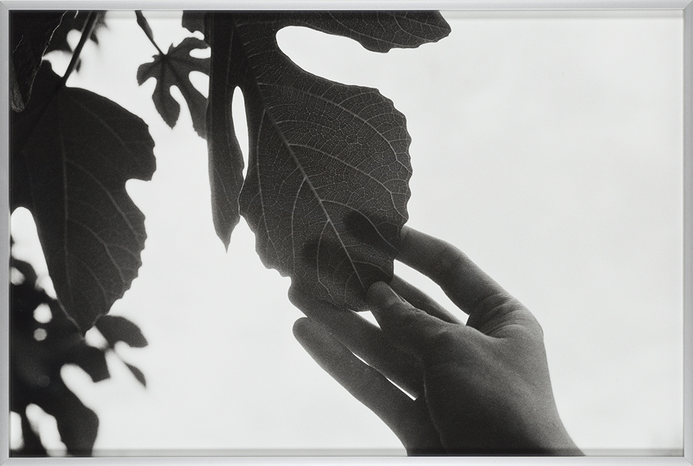 Ficus carica
