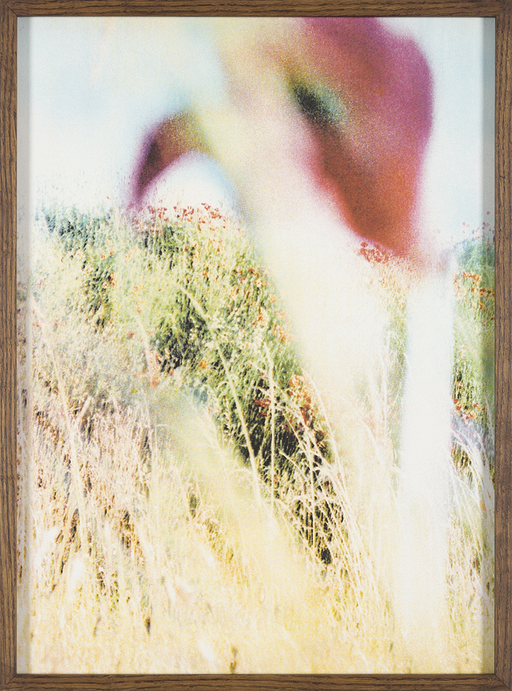 The Wind, The Flower & The Bee