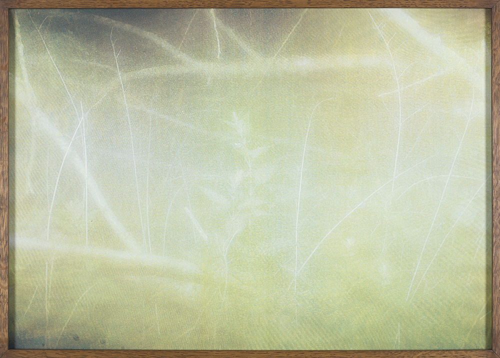 The Spring, The Forest Floor & The Centipede