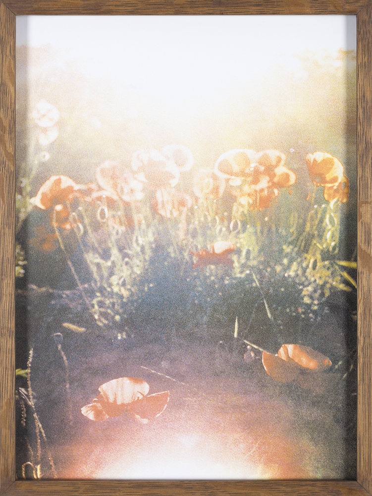 Papaver Rhoe