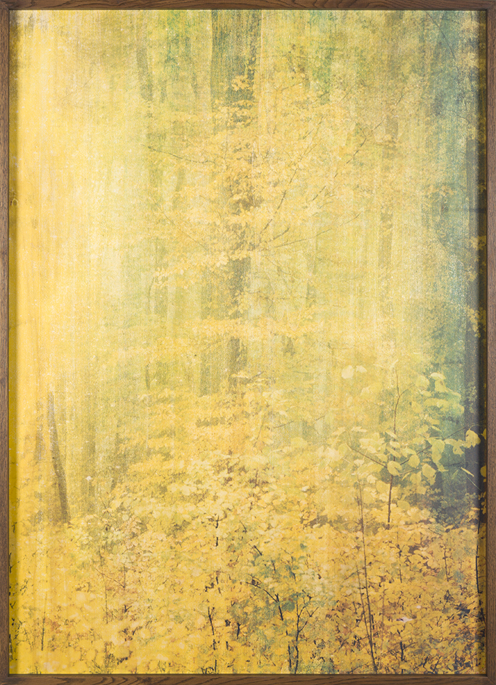 The Mother Tree