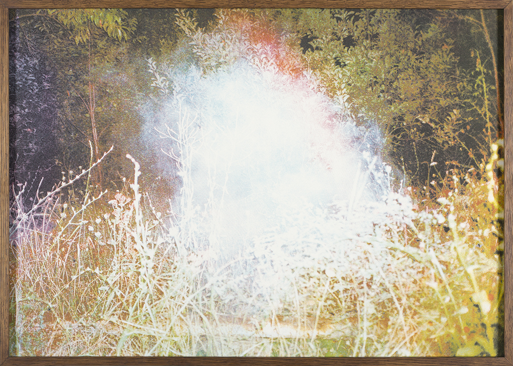 The Night, The Forest & The Firefly