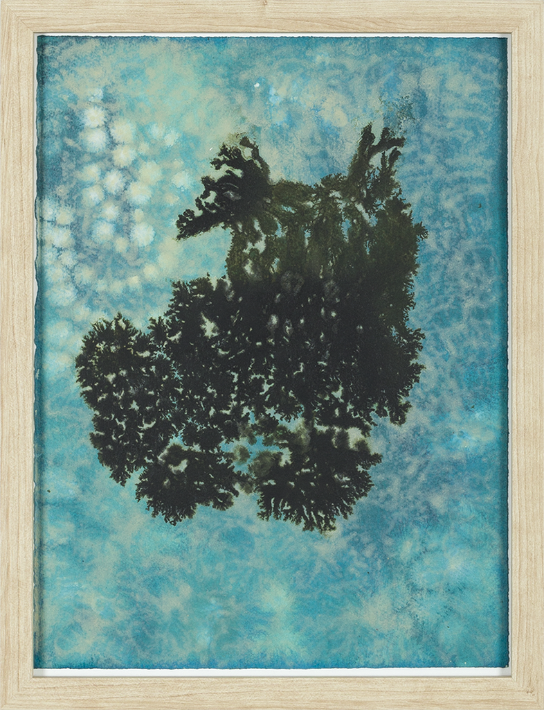 Kleine korstmos nr 15