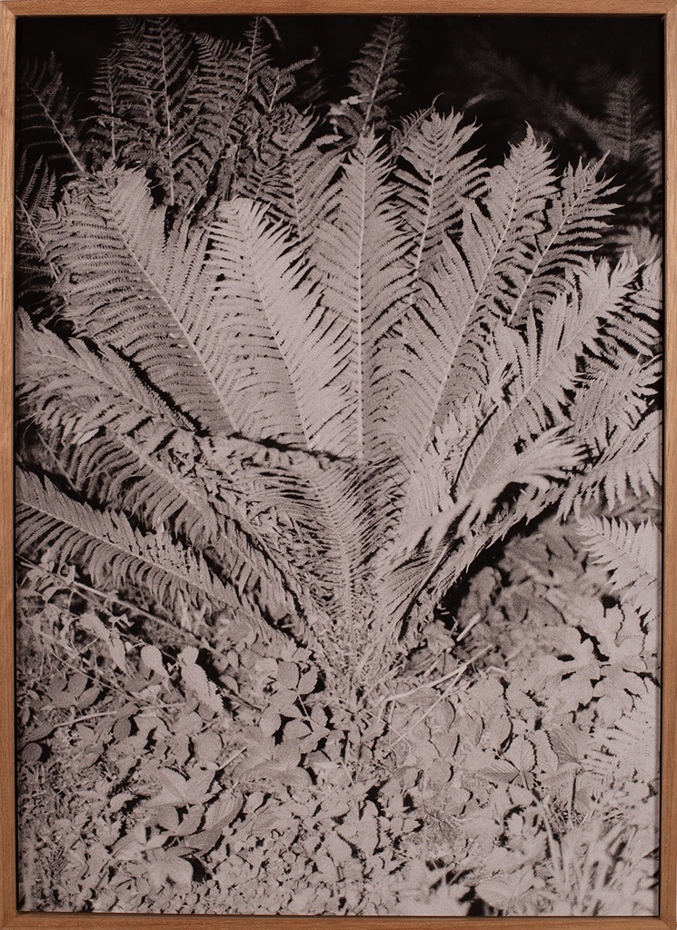 Ferns