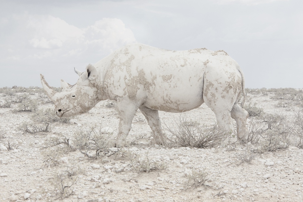 Rhino, Land of Nothingness