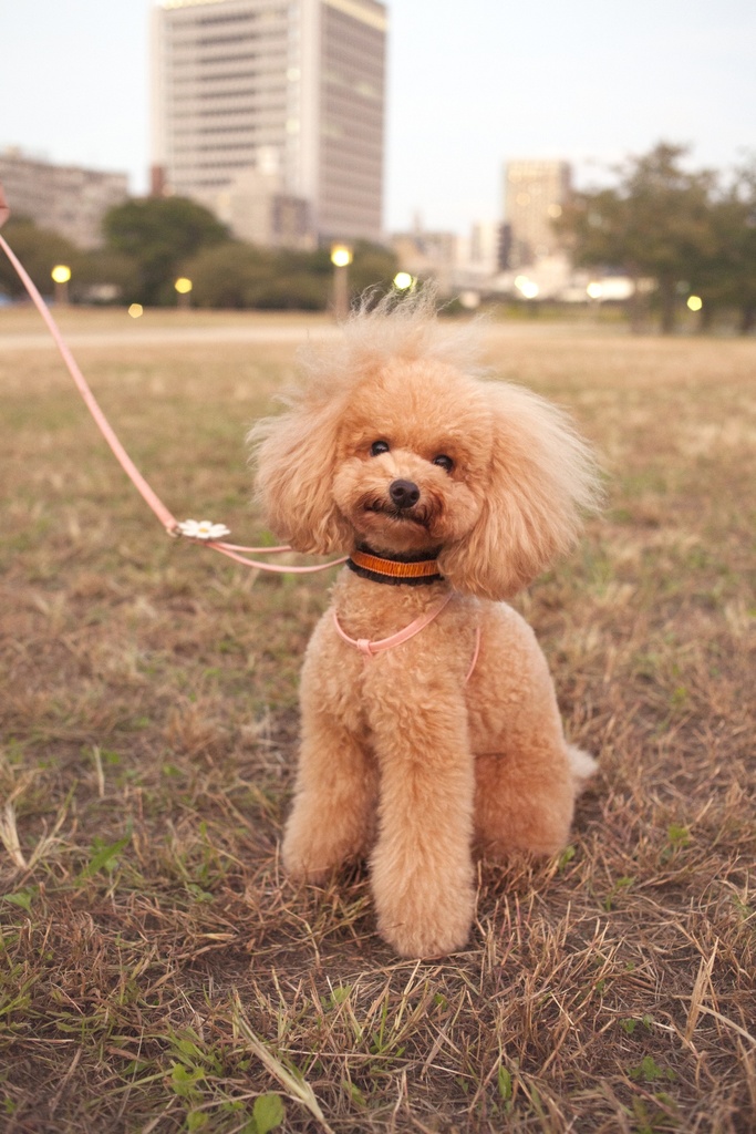 Poodle, Not seeing is a Flower