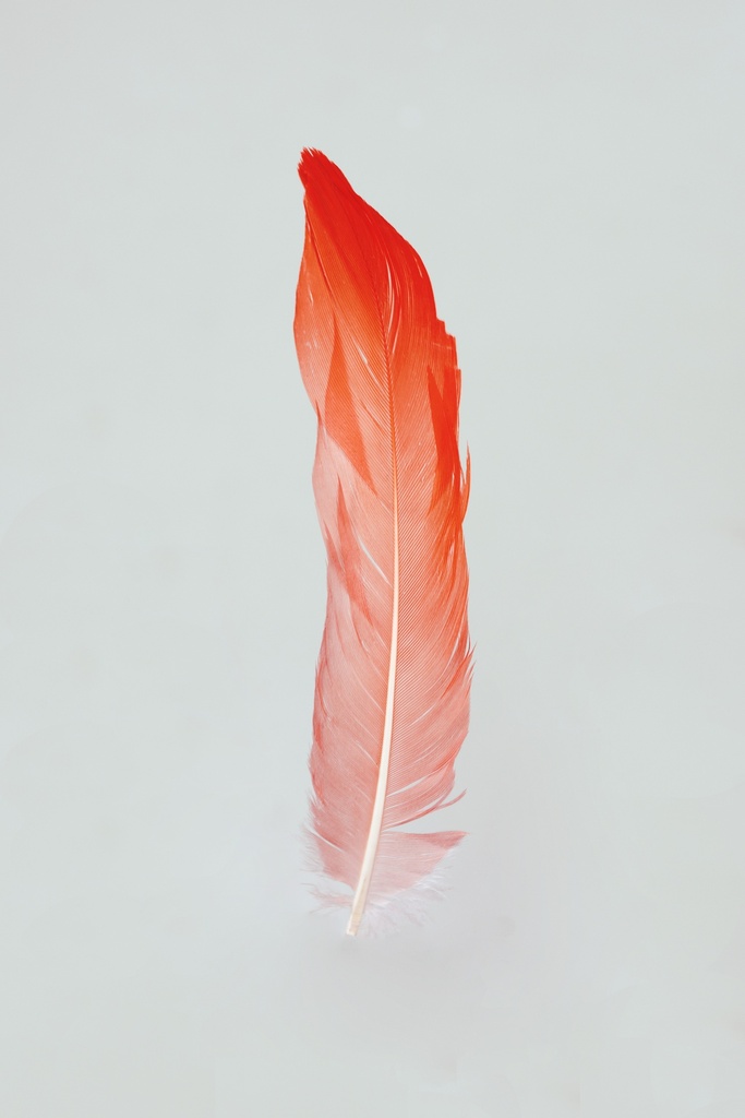 Feather, Lost Lands