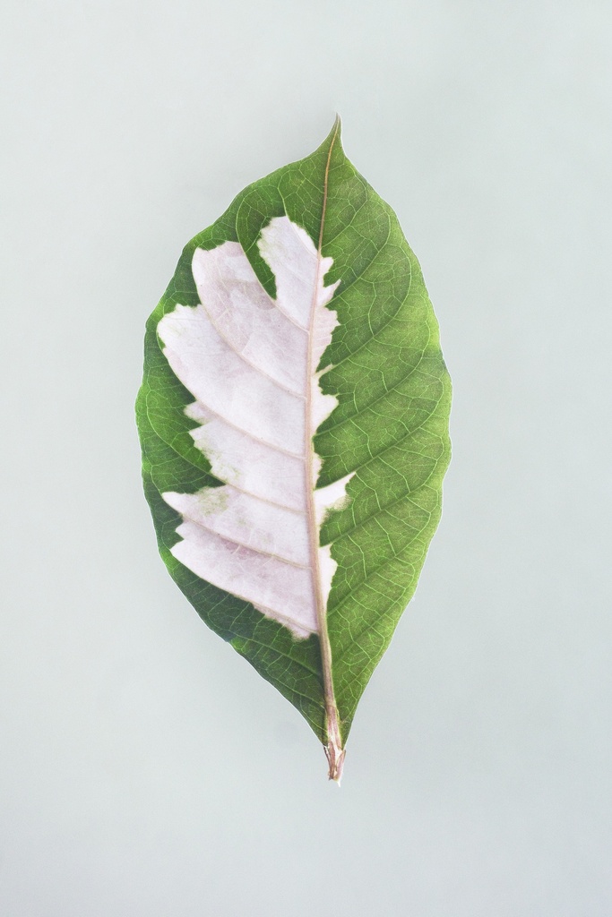 Leaf, Lost Lands
