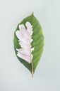 Leaf, Lost Lands
