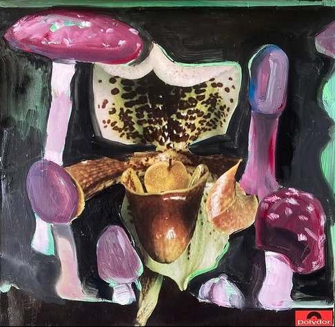 Mushrooms - aminata miscarriage (enkel verkoop)