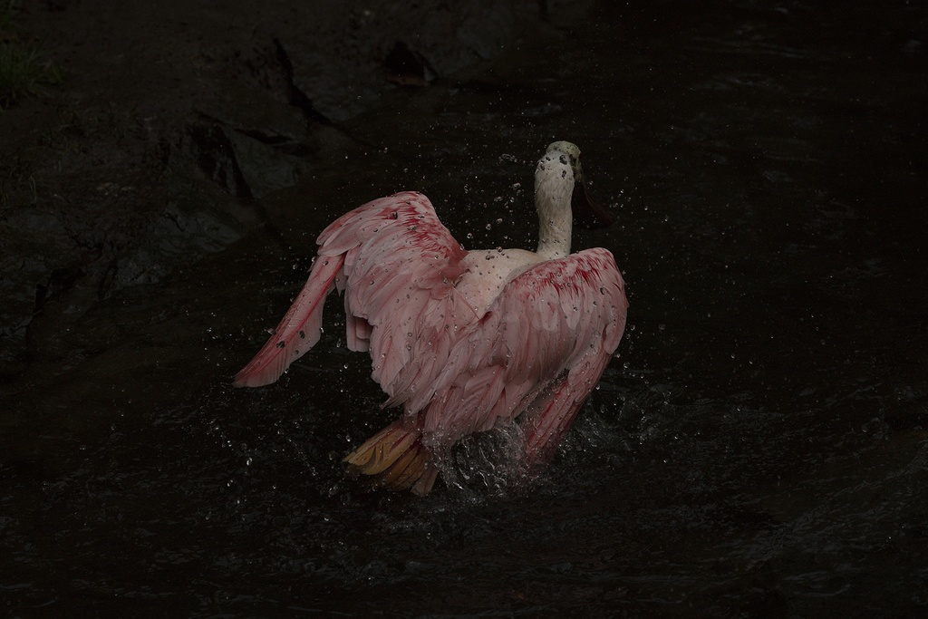 Pink Feathers