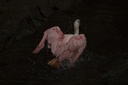 Pink Feathers