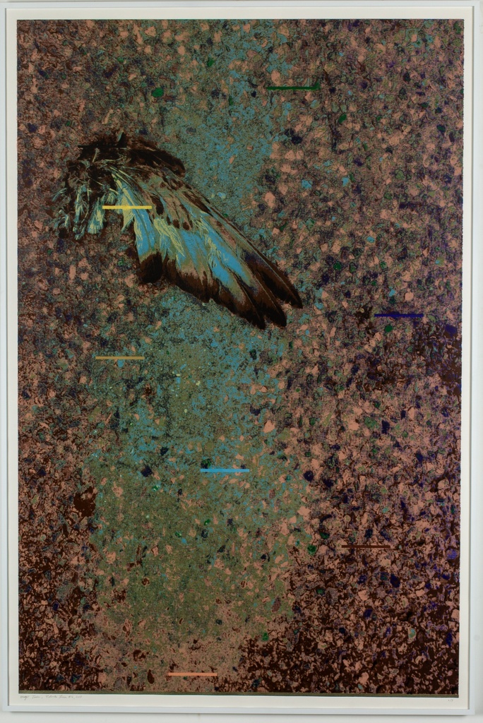 Columba Livia 4