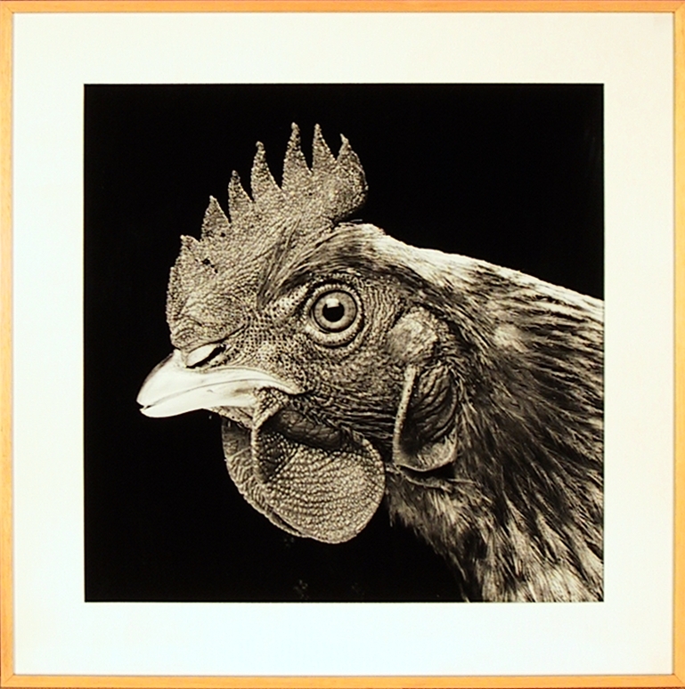 Peck-order kip