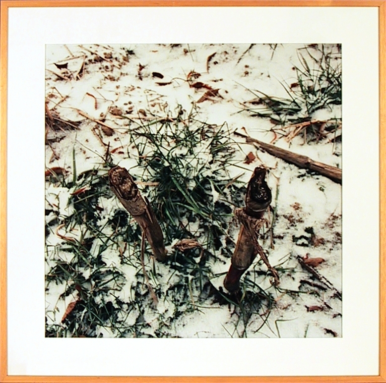 Peck-order landschap mais