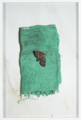 [11060045] Moth on green cloth