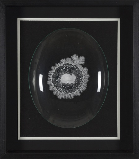 [11820024] Sal Concave II