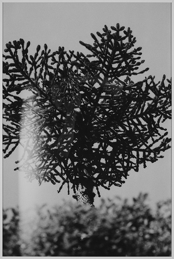 [14900004] The coming (2)