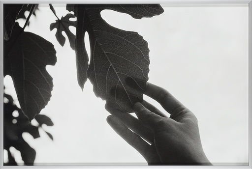 [15120005] Ficus carica