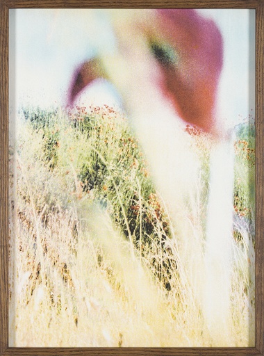 [15400001] The Wind, The Flower & The Bee