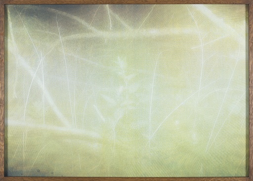 [15400002] The Spring, The Forest Floor & The Centipede