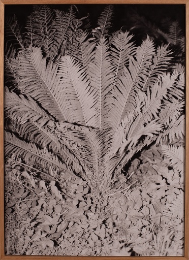 [14900013] Ferns