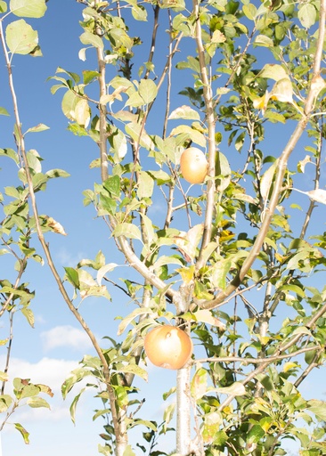 [15830002] The Apple Never Falls Far from the Tree