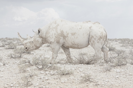 [15920006] Rhino, Land of Nothingness