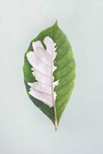 [15920011] Leaf, Lost Lands