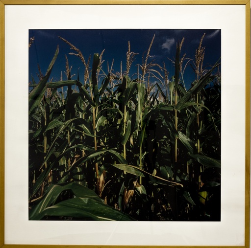 [06200021] Peck-order landschap mais